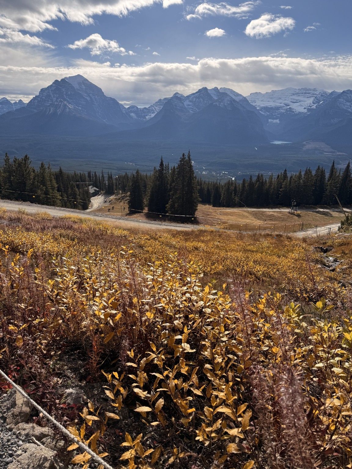 Golden autumn plants above the Lake Louise valley